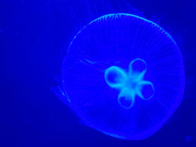 Sea Life Bangkok Ocean World สยามพารากอน