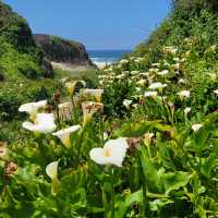 The hidden valley of Calla Lilies 