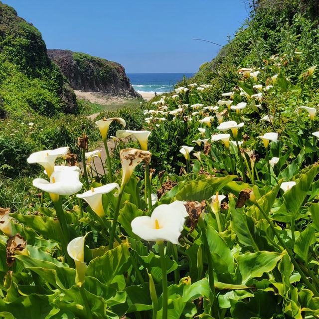 The hidden valley of Calla Lilies 