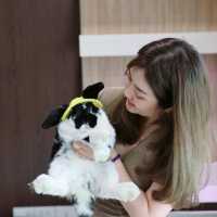 Pet Friendly เอาใจคนรักกระต่ายและนกโดยเฉพาะ