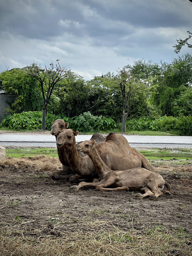สวนสัตว์เปิด…🦏 เพลิดเพลินทั้งคนและสัตว์ 🦓