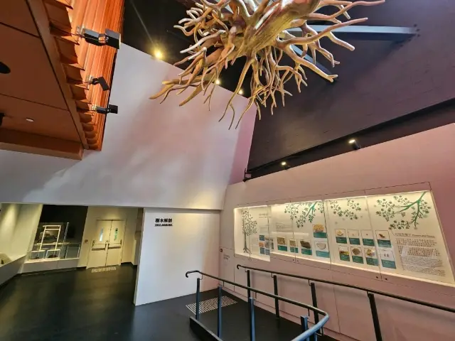 香港首間木化石博物館