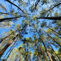🌲สวนสนแม่แตง เชียงใหม่
