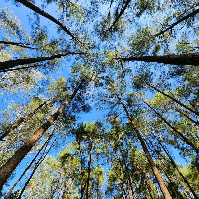 🌲สวนสนแม่แตง เชียงใหม่