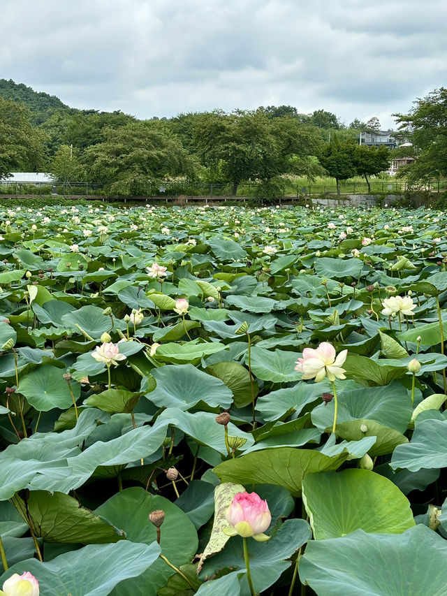 여름 대표꽃들에서 인생샷🌻🪷