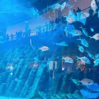 Into the Deep: Exploring Dubai Aquarium