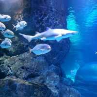 Sea Life Bangkok Ocean World