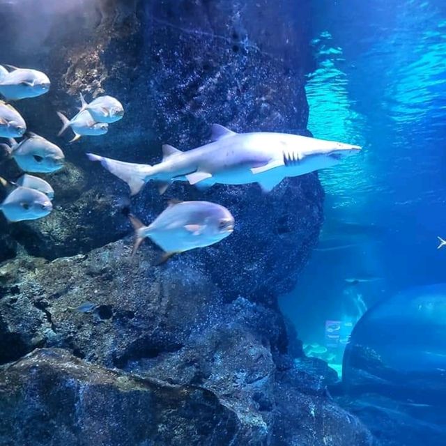 Sea Life Bangkok Ocean World