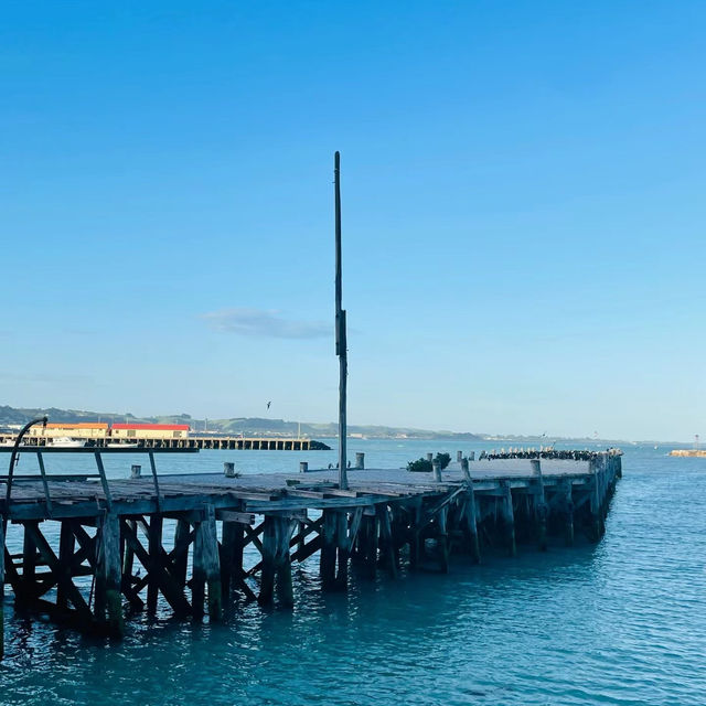 Aqua Jetty：悠閒海濱的浪漫時光 🌊🏖️