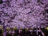 【愛知】絶景！桜の名所🌸名古屋の鶴舞公園