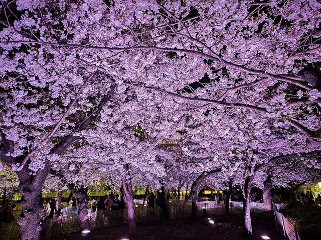 【愛知】絶景！桜の名所🌸名古屋の鶴舞公園