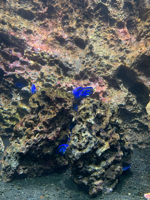 神戸　新感覚！！アート🎨✖️水族館🐟
