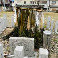 大坂ㅣ參天巨木加持ㅣ有神靈的澁川神社