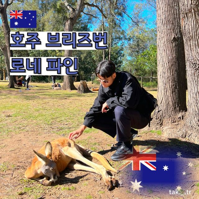 호주 브리즈번 로네파인 코알라 상투아리🇦🇺