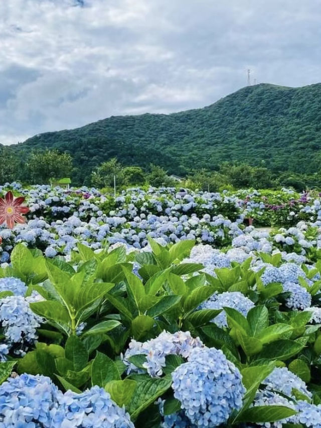 台北賞花海勝地「陽明山 竹子湖」🌸