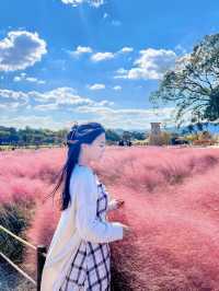 핑크뮬리에 해바라기까지! 경주 가을명소🌻💓