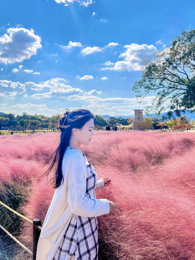 핑크뮬리에 해바라기까지! 경주 가을명소🌻💓