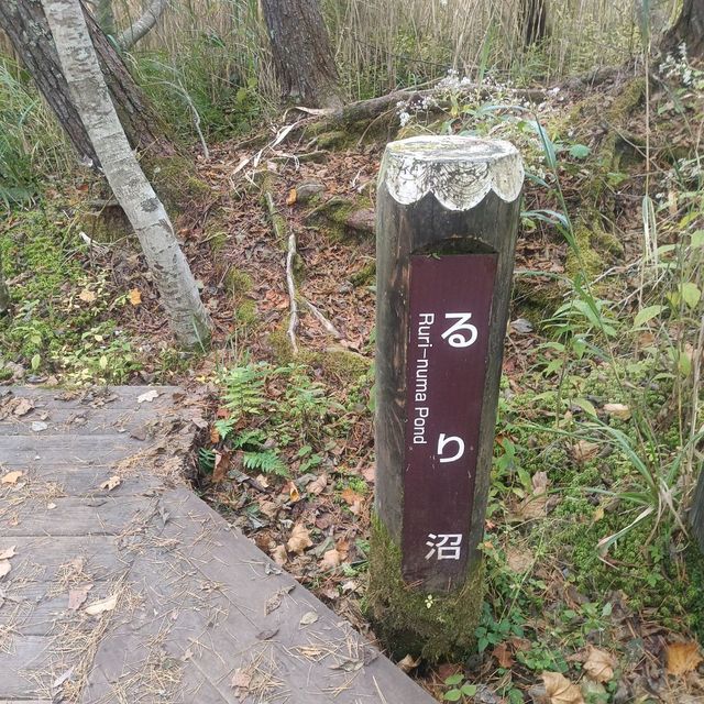日本/東北/日本九寨溝~五色沼 賞楓的好地方~風景很美