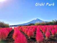 ทุ่งดอกโคเคีย Oishi Park