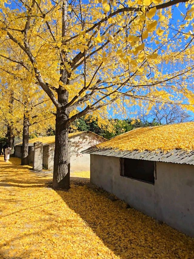 노랑카펫 깔린 거창 감성 은행마을💛