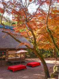 【奈良】タイムスリップしたような古民家カフェ×紅葉