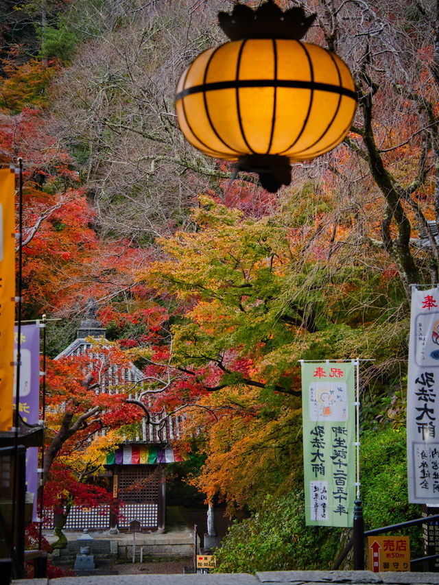【ここ行って】紅葉のシルエット写真を狙え📸絶対行きたい紅葉スポットを紹介🍁撮影攻略付き