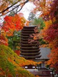 【ここ行って】飛鳥時代からの歴史が残る文化と紅葉の融合✨ここでしかできない体験情報付💡 