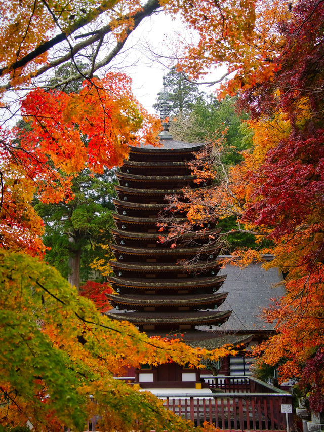 【ここ行って】飛鳥時代からの歴史が残る文化と紅葉の融合✨ここでしかできない体験情報付💡 