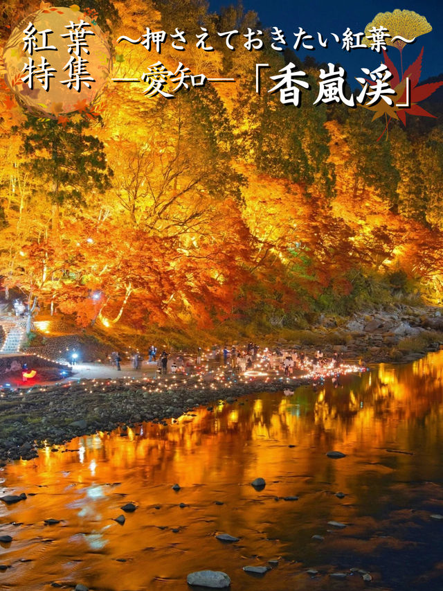 【紅葉特集】これ無料でいいの⁉️一生に一度は見たい紅葉ライトアップ🍁✨