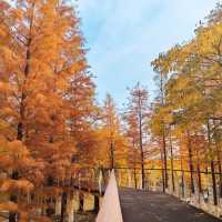 後湖濕地：美麗紅杉秋色🍂🌳