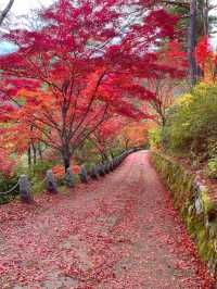 奈良観光🍁美しい秋の彩り吉野・高城山展望台🍁