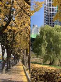 지금 달려가면 볼 수 있는 단풍 🍁