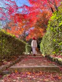 京都嵯峨野の紅葉名所😊🍁小倉山の常寂光寺🍁
