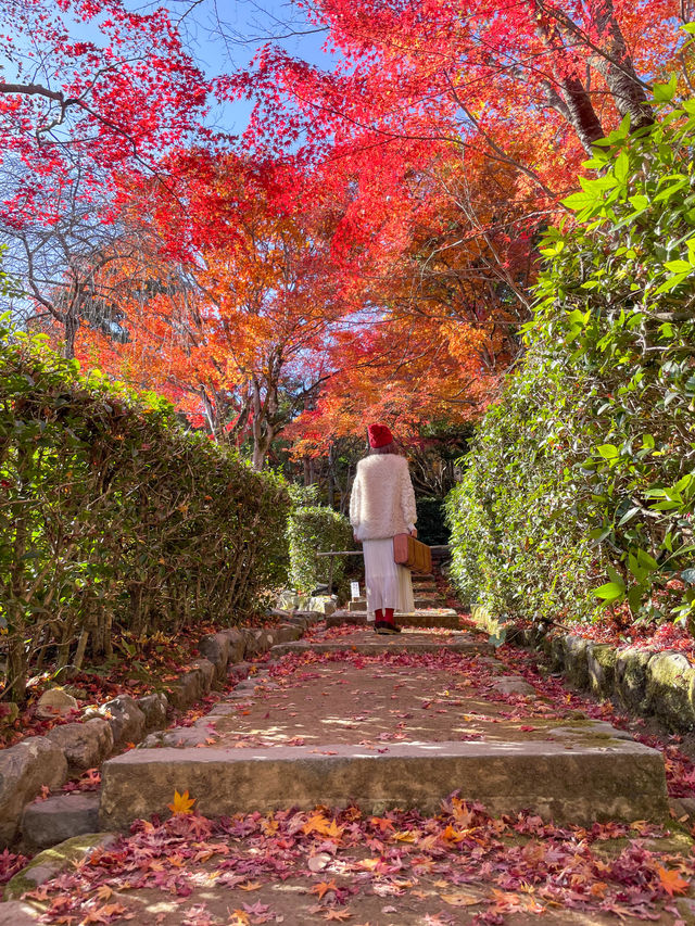 京都嵯峨野の紅葉名所😊🍁小倉山の常寂光寺🍁