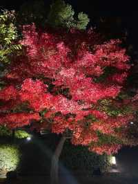 【京都　東寺】紅葉ライトアップ