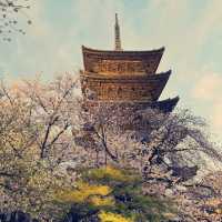  京都水路角櫻花之旅：春日的浪漫盛宴