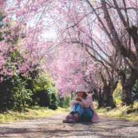 ตามล่าซากุระเมืองไทยที่ อุโมงค์ซากุระ กันค่า 🌸