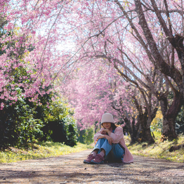 ตามล่าซากุระเมืองไทยที่ อุโมงค์ซากุระ กันค่า 🌸