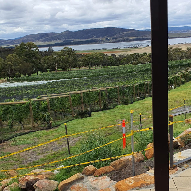 The Coal Valley Vineyard