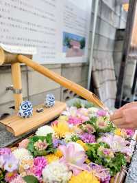 【東京】看板犬こいしちゃんに会いに行きたい🤍毎月行きたい神社⛩✨