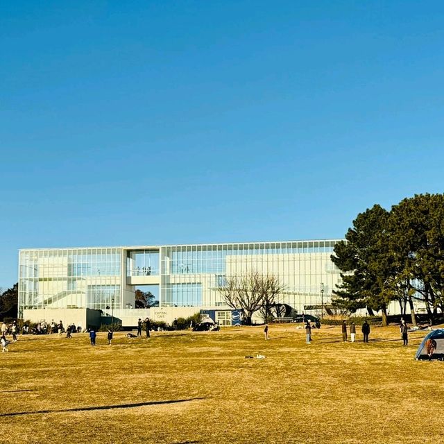水仙が綺麗なデートスポット💐葛西臨海公園