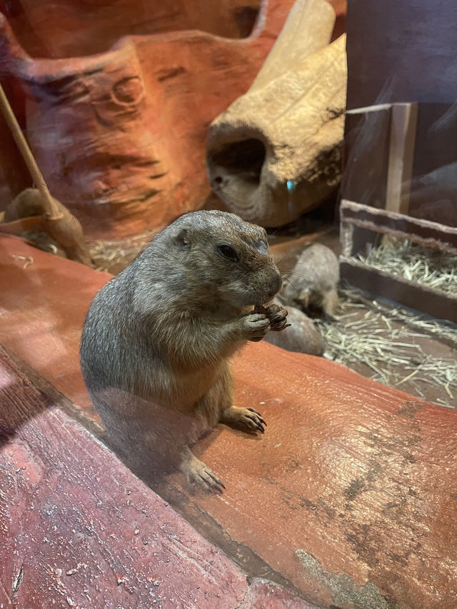 首爾親子家庭遊｜過千種動物的室內動物園｜水豚