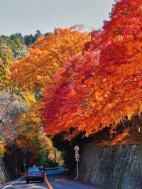 楓葉勝地勝尾寺❤️🔥大阪行程攻略🥰