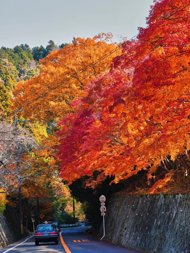 楓葉勝地勝尾寺❤️🔥大阪行程攻略🥰 楓葉勝地勝尾寺❤️🔥大阪行程攻略🥰