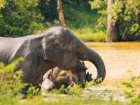 A Full-Day Safari in Yala National Park