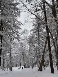 2 Days in Sapporo: A Winter Wonderland Adventure