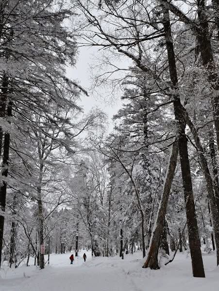 2 Days in Sapporo: A Winter Wonderland Adventure