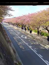 【神奈川×三浦海岸】桜、菜の花、電車のshot！お得きっぷを使って・・一足早く春旅へ・・