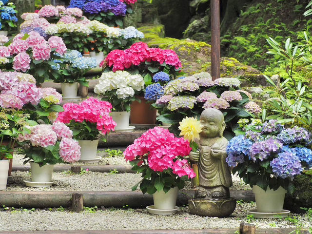 【奈良】あじさいの名所　岡寺