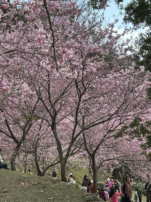 悠然秘境 櫻花林
